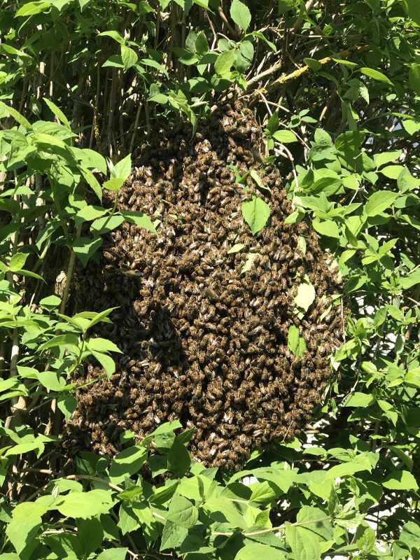 26+ toll Vorrat Bienenschwarm Im Garten Bienenschwarm Im